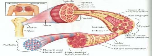 IL SISTEMA MUSCOLARE Panoramica del tessuto muscolare: Ci sono tre tipi di tessuto muscolare scheletrico: è attaccato alle ossa e muove parti dello scheletro; cardiaco: si trova unicamente nel cuore;