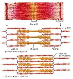 Rappresentazione schematica del sarcomero rilassato e contratto Il lavoro muscolare è il risultato della trasformazione di energia chimica (contenuta nelle sostanze nutritive) in energia meccanica