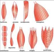 forma del muscolo (deltoide-triangolare); azione del muscolo (flessore, adduttore).
