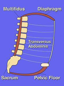 CORE STABILITY il complesso lombo-pelvico formato da colonna vertebrale lombare, bacino, articolazione dell anca e da tutti i muscoli che producono o limitano i movimenti di questi