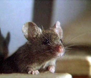 Mice Species Examined Infected Country Mus musculus
