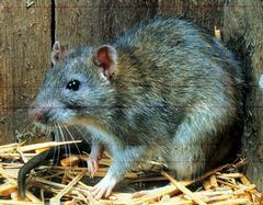 Rats Species Examined Infected