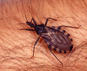 Trypanosoma americano (Chagas disease) La tripanosomiasi americana è trasmessa dalle cimici della famiglia