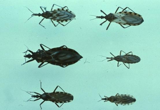infezione ~120 species of triatomine bugs (very few