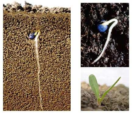 Germinazione di un seme: la radichetta è la