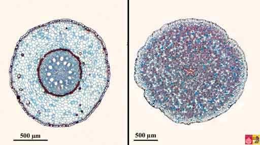 Radici (struttura primaria) di Mono- e Dicotiledoni Le radici avventizie delle monocotiledoni mostrano una struttura primaria diversa da quella delle