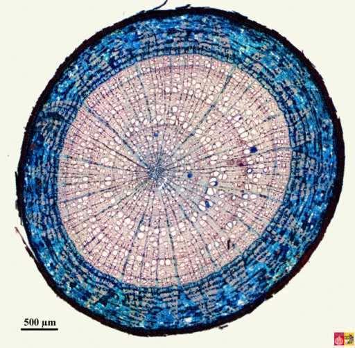 Radice secondaria matura Questa è la struttura secondaria di una radice che ha completamente eliminato il parenchima corticale e l epidermide.