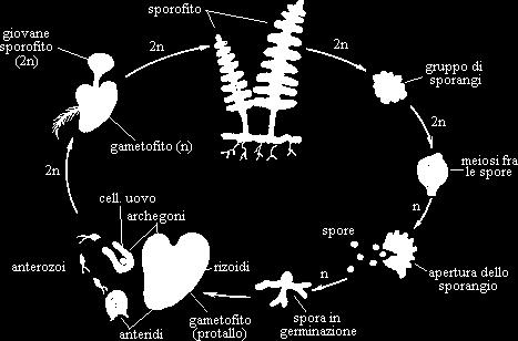 Le pteridofite Solo per la