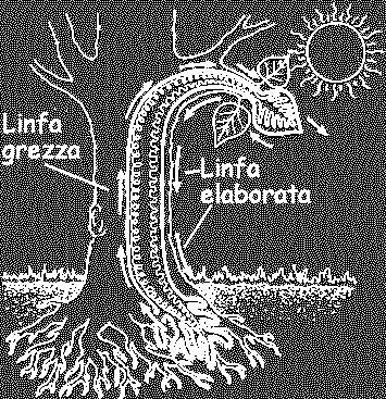 Sono formati da cellule morte, quindi vuote al loro interno.