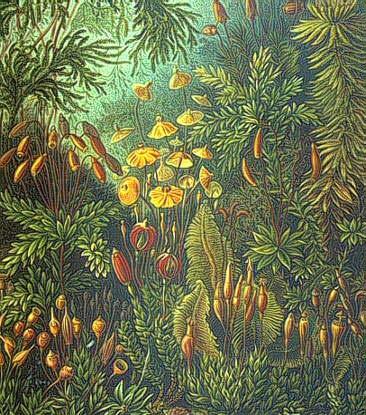 Piante senza fiori Milioni di anni fa esistevano sulla Terra soltanto