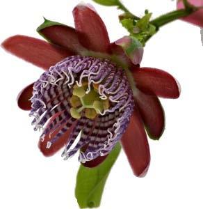 Il fiore delle angiosperme Le piante superiori hanno una riproduzione sessuale: il pistillo è l organo