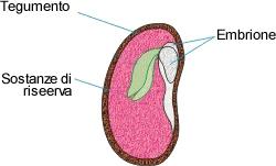 La riproduzione Il seme è costituito anche da sostanze