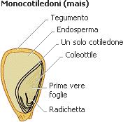 La germinazione In altri semi delle