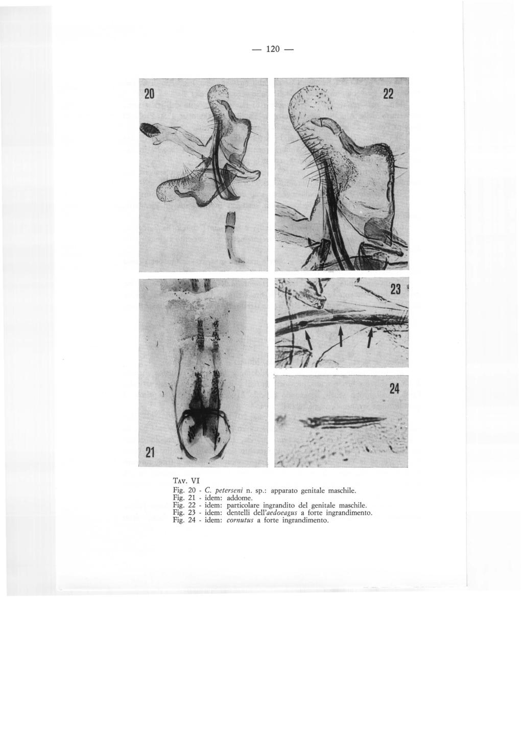 -120- \ 21 TAv. VI Fig. 20 - C. peterseni n. sp.: apparato genitale maschile. Fig. 21 - idem: addome. Fig. 22 - idem: particolare ingrandito del genitale maschile.