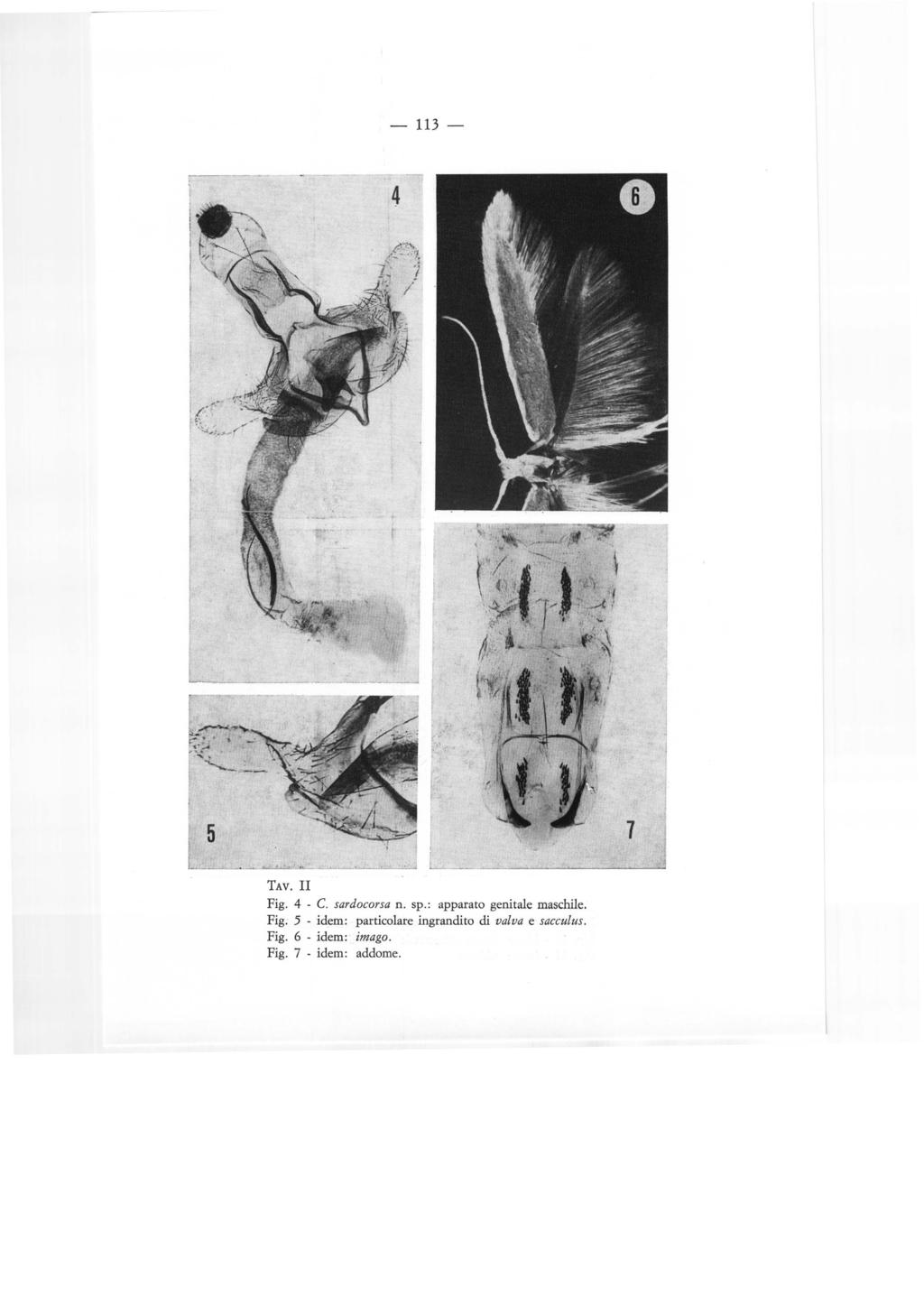 - 113- TAV. II Fig. 4 C. sardocorsa n. sp.: apparato genitale maschile. Fig. 5 - idem: particolare ingrandito di valva e sacculus.