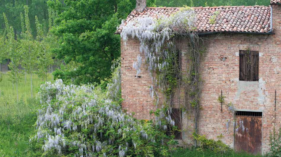 Coltaro - foto Angelo Bolsi MAGGIO Mercoledì 1 dalle ore 07,00 PELLEGRINAGGIO A PIEDI A FONTANELLATO Nuova Parrocchia San Francesco Partenza dalla Chiesa Parrocchiale di Sissa Sabato 4 dalle ore 9,00