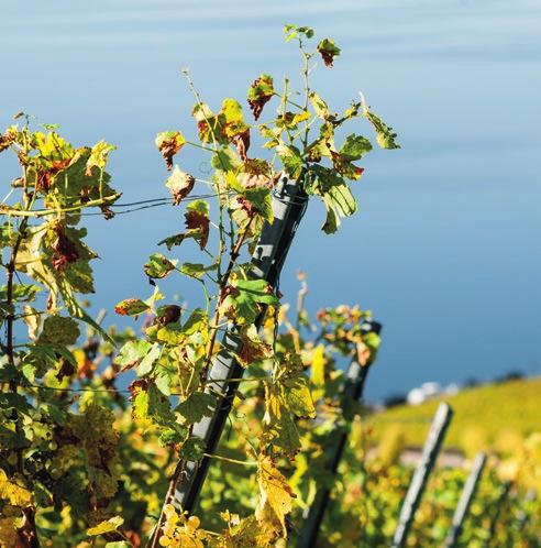 Al vostro fianco Occorre risalire alle origini della Vaudoise Assicurazioni per capire la particolare attenzione che dedica al mondo agricolo.