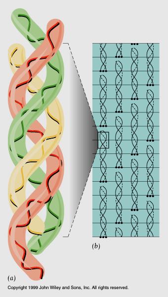 Proteine strutturali forniscono supporto