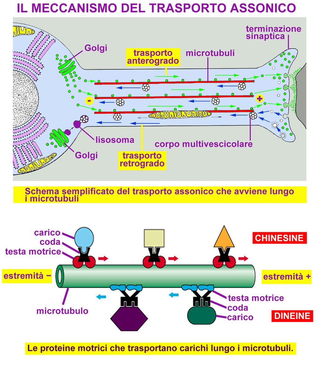 Proteine motrici: chinesine e dineine Proteine segnalatrici Molecole segnale: