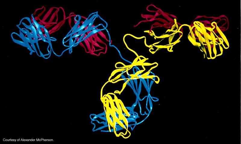 Struttura degli anticorpi ENZM catalizzatori delle reazioni chimiche degli organismi L MGGOR PRTE DEGL ENZM SONO PROTENE.