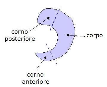 strutture fibrocartilaginee, sono due e sono distinti in: Infatti i menischi, se lesionati, venivano asportati completamente dal momento che si riteneva che non avessero alcuna probabilità di