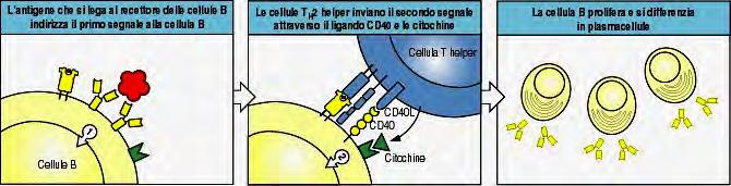 Antigeni timo dipendenti (TD) Primo segnale: BCR