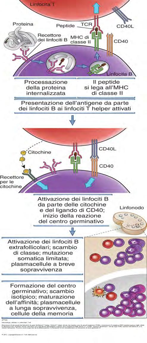 Meccanismi di attivazione dei