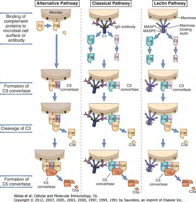 The lectin pathway Mannose Binding Lectin (MBL) structure resembles C1q MASP = MBL- Associated Serine Proteases C2 is cleaved in small