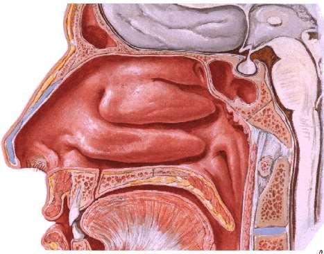 Il naso Tre processi ossei rivestiti di mucosa protrudono