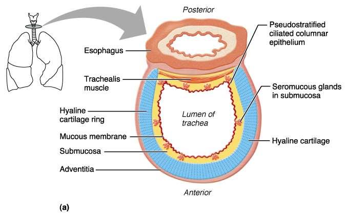 È un tubo lungo 10 cm, diametro 2-2,5 cm, in parte cartilagineo in parte membranoso gli anelli cartilaginei che la