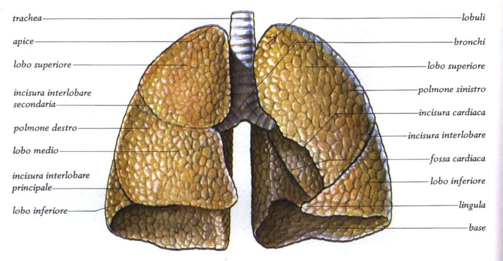 polmoni polmone