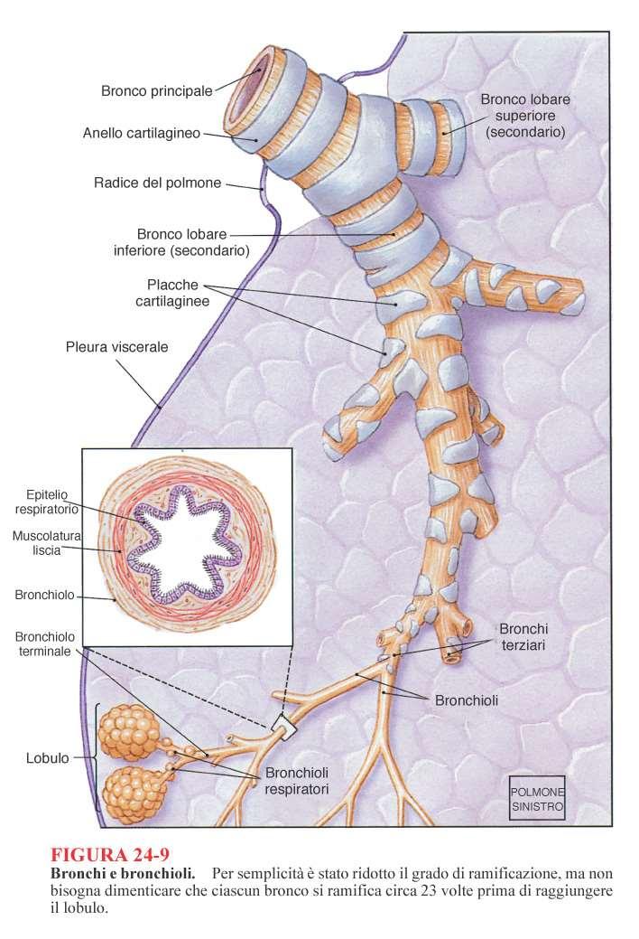 Struttura delle vie aeree: Il sistema intrapolmonare della conduzione dell aria La cartilagine si riduce progressivamente La parete dei bronchioli contiene più muscolatura liscia