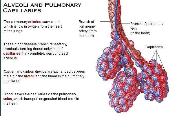 Relazione con l apparato vascolare Le arterie polmonari trasportano dal cuore verso la zona respiratoria il sangue con basso contenuto di ossigeno Questi vasi sanguigni si dividono in numerosi