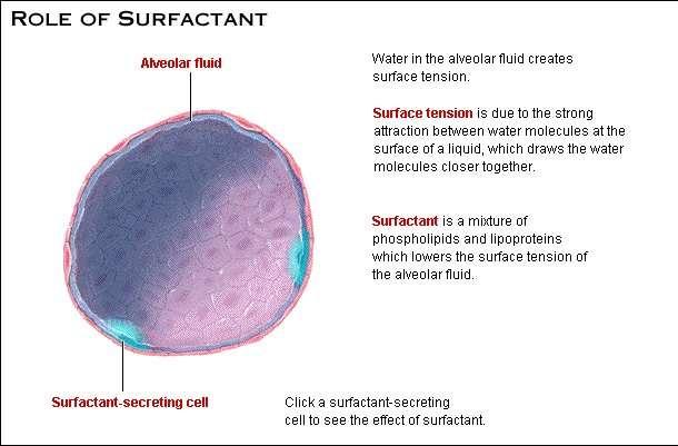 Struttura delle vie aeree: Ruolo del surfactante Il fluido alveolare crea una tensione superficiale La tensione superficiale è dovuta alla forte attrazione tra le molecole di acqua alla