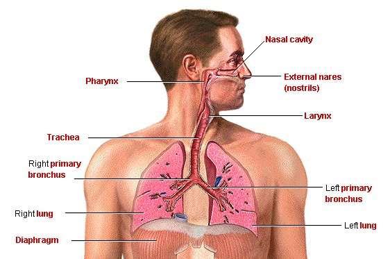 Struttura delle vie aeree: Il sistema polmonare della conduzione dell aria Cavità nasali Trachea Bronchi