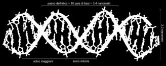 Genoma = insieme dei geni di un organismo Mappatura = identificazione di elementi genici Sequenziamento genomico Il DNA contiene l informazione genica di un organismo, contenuta nelle sue specifiche