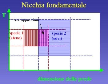 Nicchia