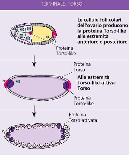 Esistenza di mutanti tripli (per