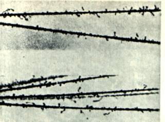 Interazione della radiazione con la materia La particella è un prodotto di decadimento avente un energia dell ordine del MeV, una carica positiva (2+) e una massa ~6.6 x 10-27 kg.