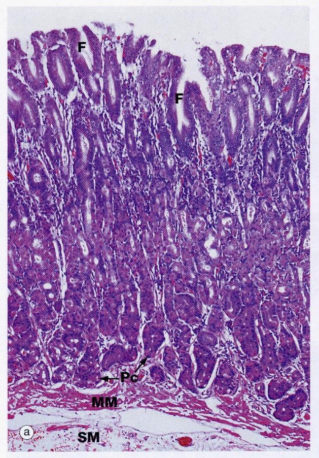 Abomaso Tonaca mucosa Epitelio di rivestimento cilindrico semplice che funge anche da lamina secernente, si introflette a formare le fossette gastriche sul cui fondo si aprono le ghiandole gastriche