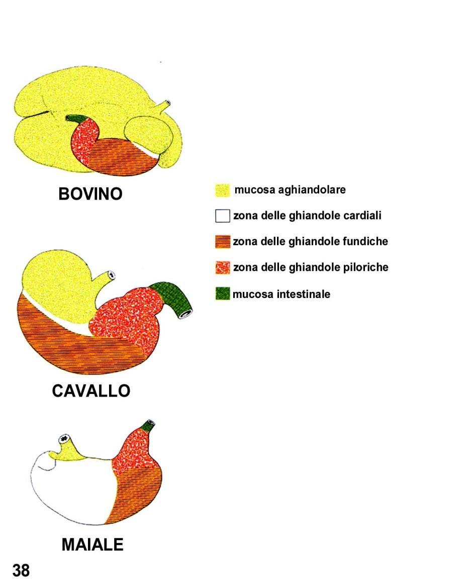 In alcuni animali è presente una zona che sovrasta il cardias dotata di epitelio pavimentoso composto cheratinizzato e non (preesofageo) separato dalla mucosa ghiandolare da un margine plicato.