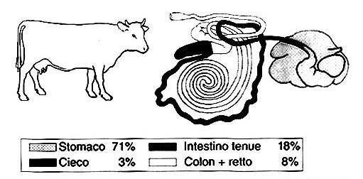 Capacità dei tratti dell apparato digerente espressa in % sulla capacità totale INTESTINO Posizione e rapporti tra i diversi tratti dell intestino sono simili, mentre la