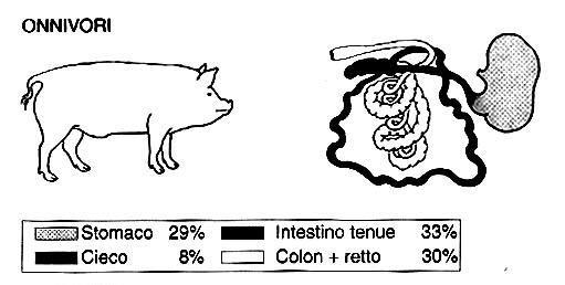In generale i carnivori sono dotati di intestino corto e cieco piccolo, mentre gli erbivori hanno intestino lungo e cieco largo.