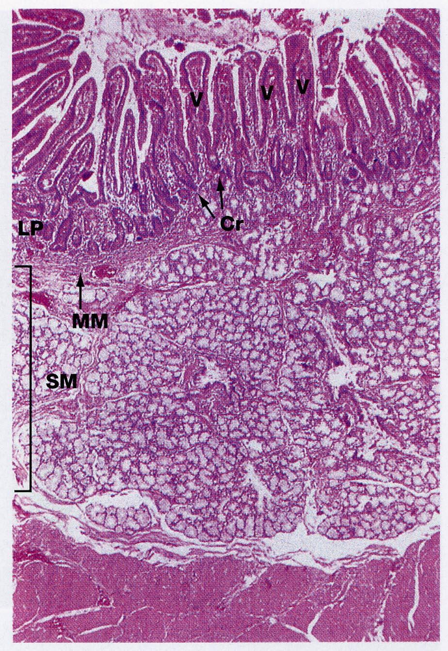 Tonaca muscolare di muscolatura liscia, ospita il plesso nervoso mioenterico di Auerbach.