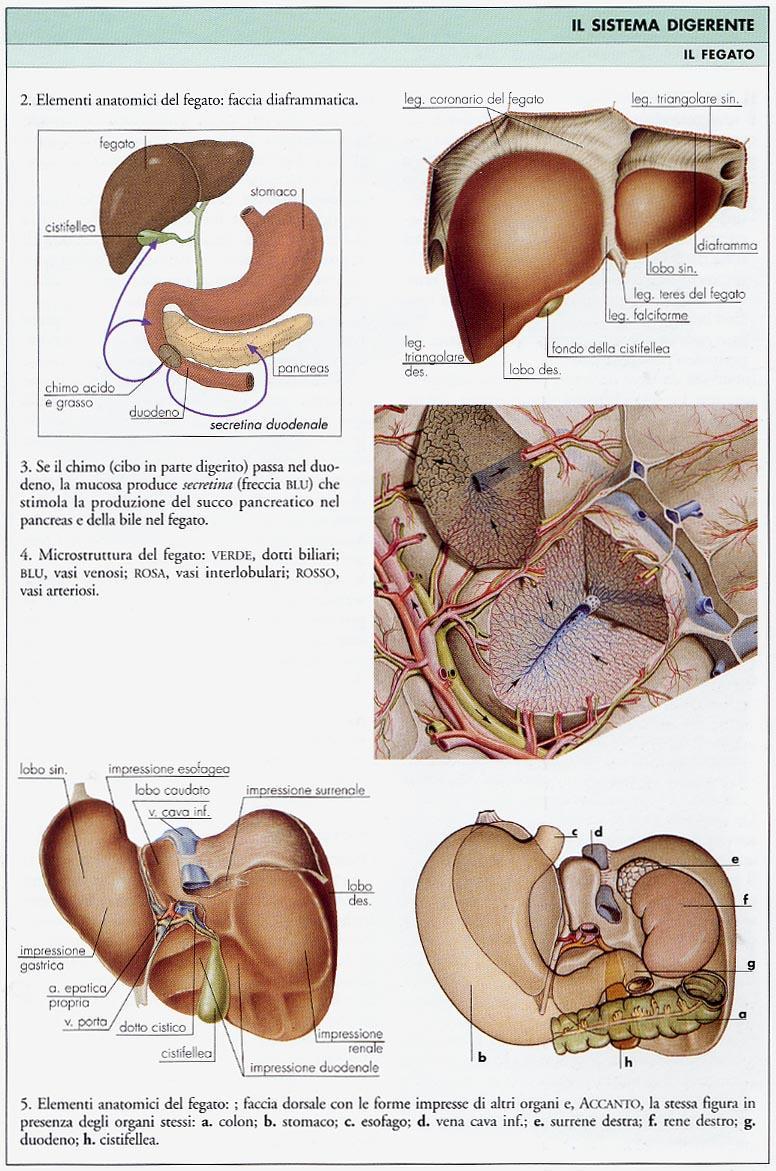 Fegato E la più grossa ghiandola dell organismo, annessa insieme al pancreas al duodeno.