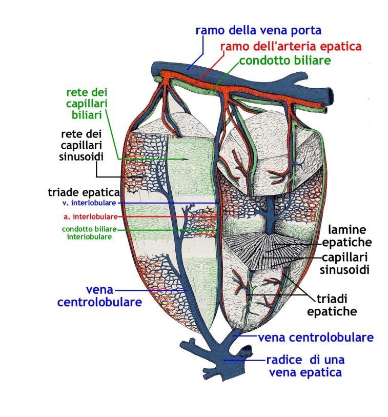 Stroma Capsula connettivale fibrosa compatta a fibre intrecciate che invia setti lassi in profondità Parenchima L unità