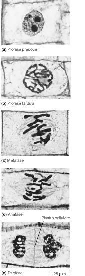 Mitosi in una cellula vegetale (a) Profase precoce (b) Profase