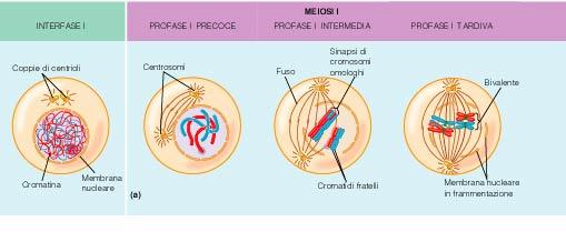 MEIOSI Interfase I MEIOSI I Profase precoce
