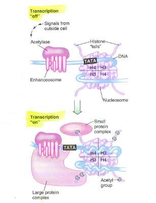 Acetilazione/Deacetilazione Istonica (Histone tail modifications)