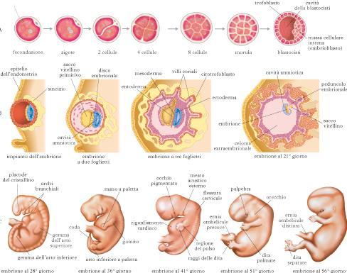 Unità Embrio Feto Placentare: